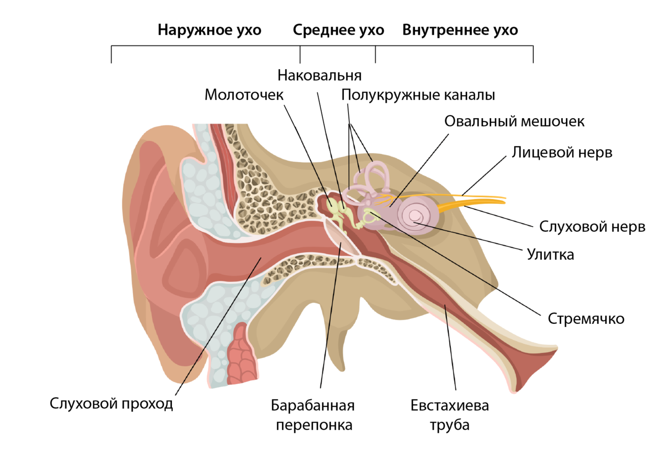 Внутреннее ухо расположено в полости кости. Наружное ухо строение внутреннее строение. Наружное ухо среднее ухо внутреннее ухо строение функции. Строение наружного среднего и внутреннего уха. Строение среднего отдела уха.